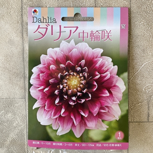 【球根】ダリア　中輪咲　濃いピンク　1球入　タキイ種苗