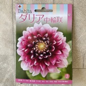 【球根】ダリア　中輪咲　濃いピンク　1球入　タキイ種苗