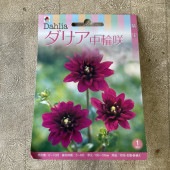 【球根】ダリア　中輪咲　紫　1球入　タキイ種苗