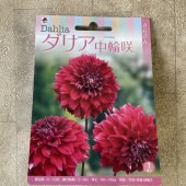 【球根】ダリア　中輪咲　赤色　1球入　タキイ種苗