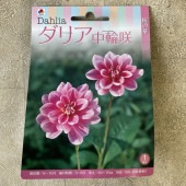 【球根】ダリア　中輪咲　ピンク　1球入　タキイ種苗