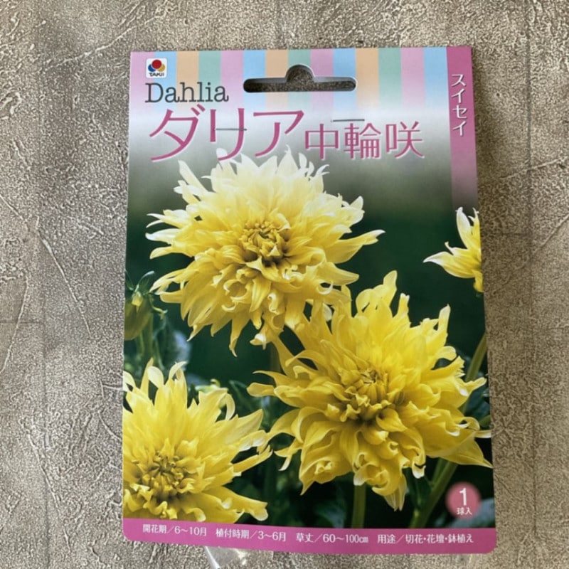 【球根】ダリア　中輪咲　黄色　1球入　タキイ種苗
