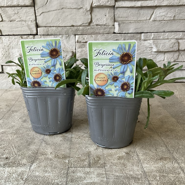 フェリシア キングフィッシャーデージー 3寸ポット | 鉢花・花苗