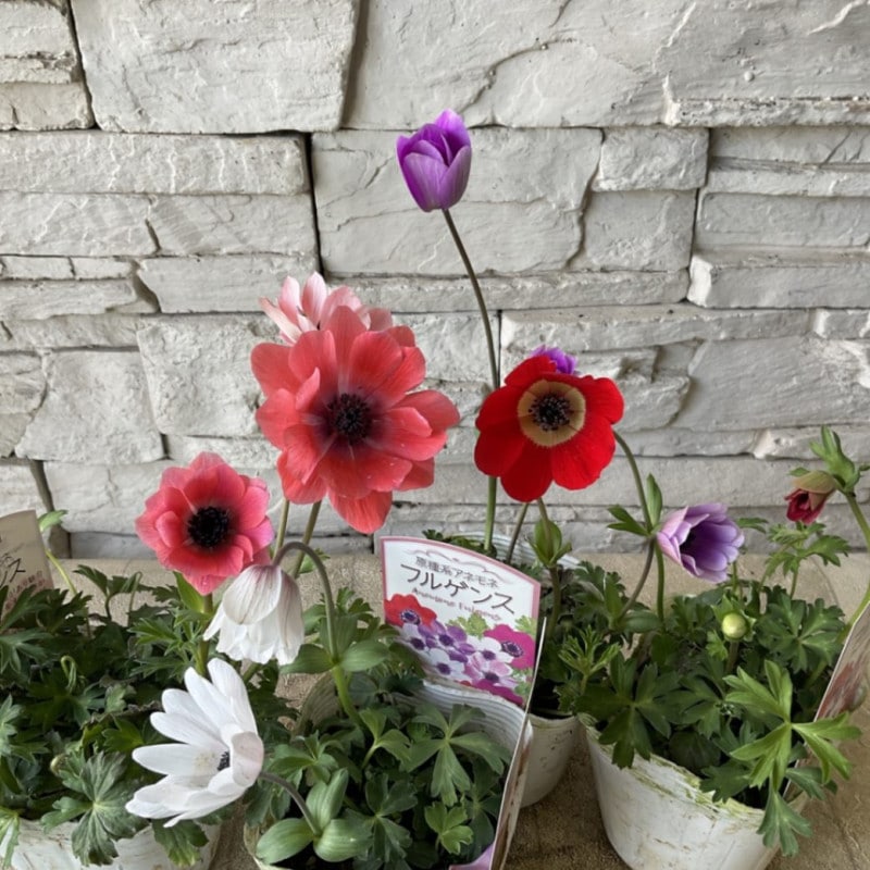 すべての商品 | 橋本種苗園オンラインストア