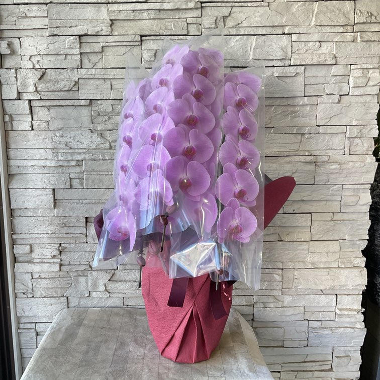 【香川県高松市内配送無料】胡蝶蘭　ピンク　3本立