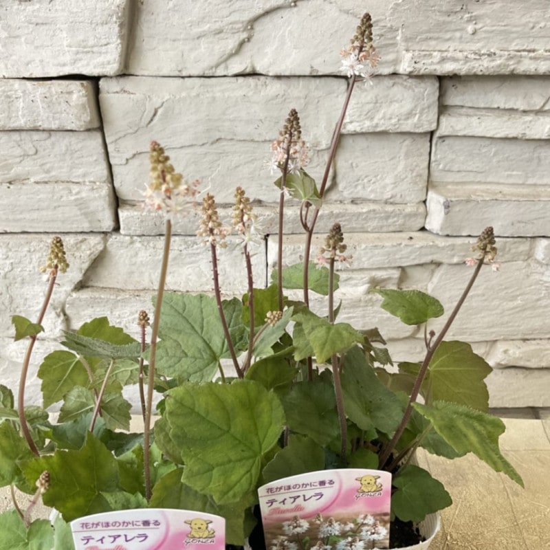 ティアレア　ウィリーシルベラード　3.５寸ポット