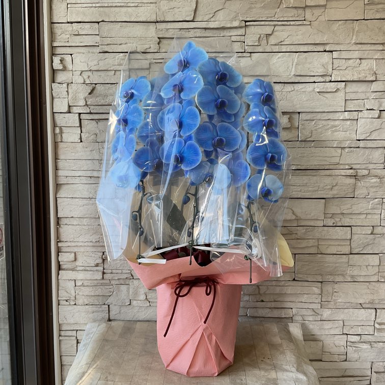 鉢曇摩華購入、野外標本3種セット 鉢曇摩華購入、野外標本3種セット