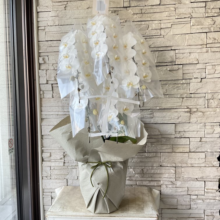 欄&空 輸入アジサイ 苗 レナーテスタイニガー 7号 ピンパーネル 4号 欄