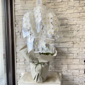 【香川県高松市内配送無料】胡蝶蘭　5本立