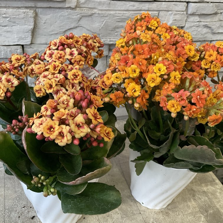 橋本種苗園オンラインストア | 商品一覧