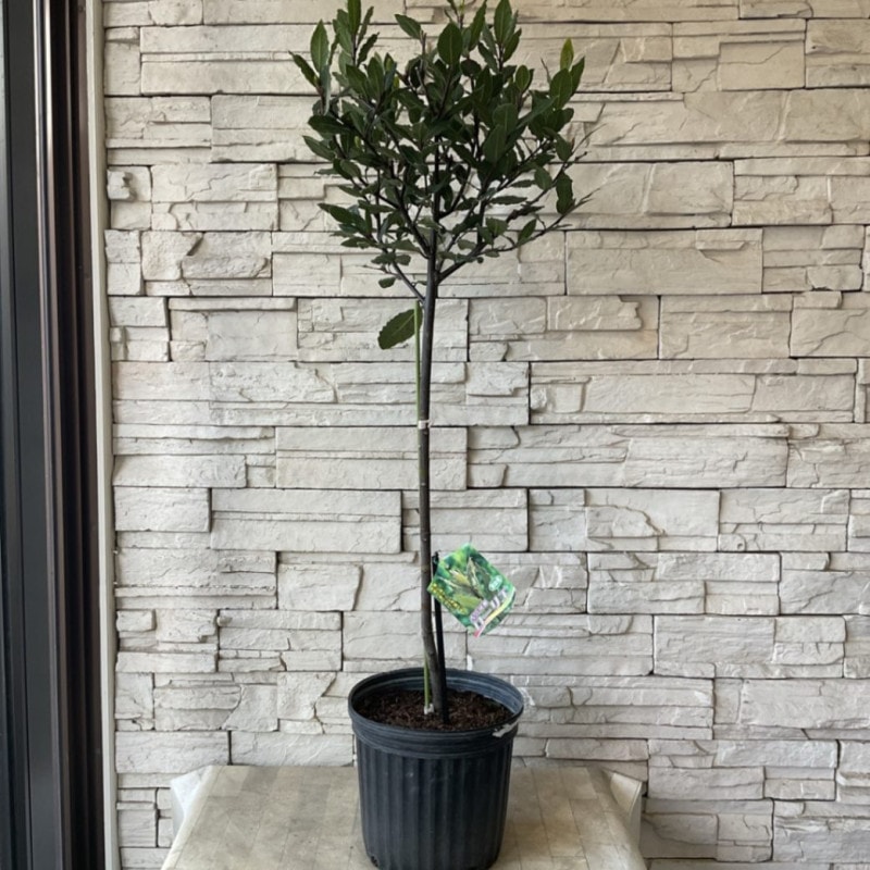 ローズマリーフレンチラベンダー白コーラプラント　苗セットリュウキュウヨモギ ローズマリーフレンチラベンダー白コーラプラント 苗セット