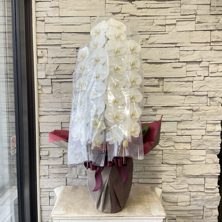 【香川県高松市内配送のみ】胡蝶蘭　白　3本立