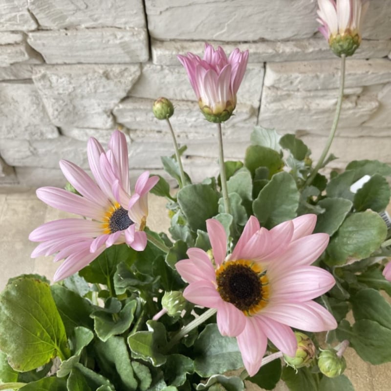 鉢花・花苗 | 橋本種苗園オンラインストア