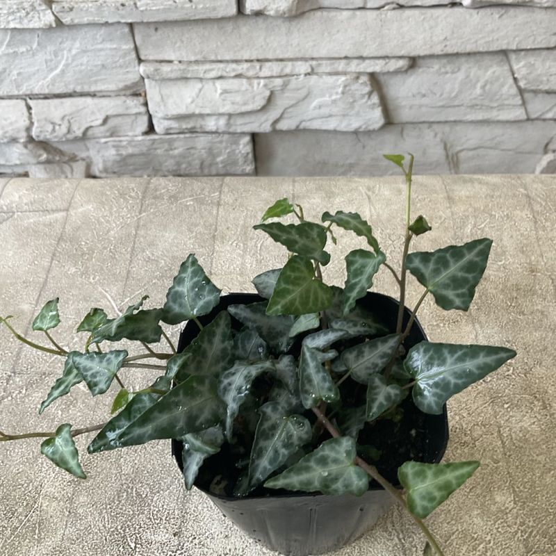 すべての商品 | 橋本種苗園オンラインストア