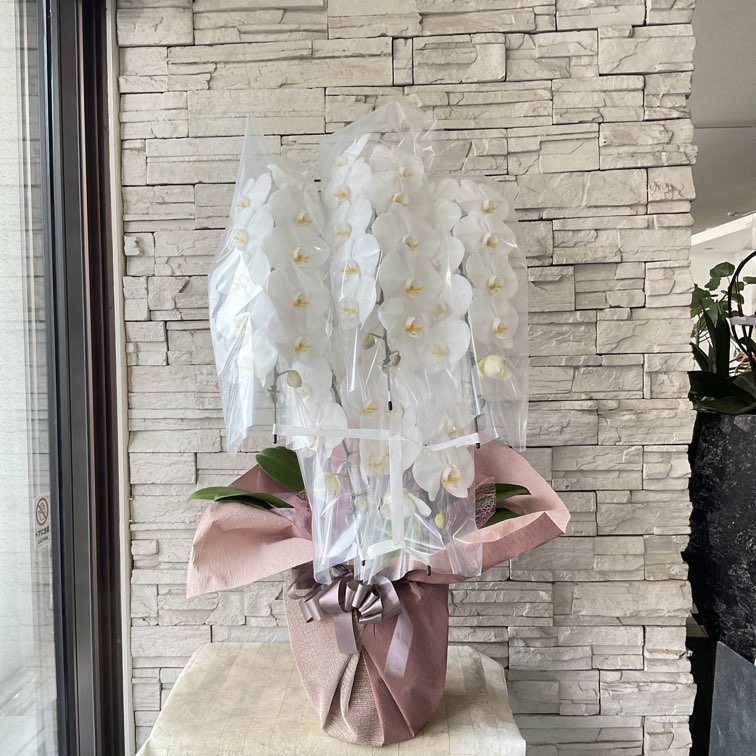 胡蝶蘭 | 橋本種苗園オンラインストア