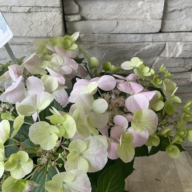 鉢花・花苗 | 橋本種苗園オンラインストア