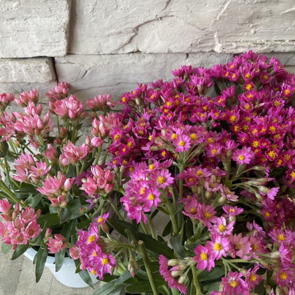 ヘリクリサム かんざし姫 ピンク系 4寸鉢 | 鉢花・花苗 | 橋本種苗園  