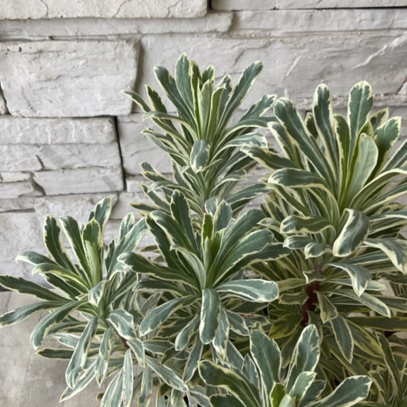 すべての商品 | 橋本種苗園オンラインストア