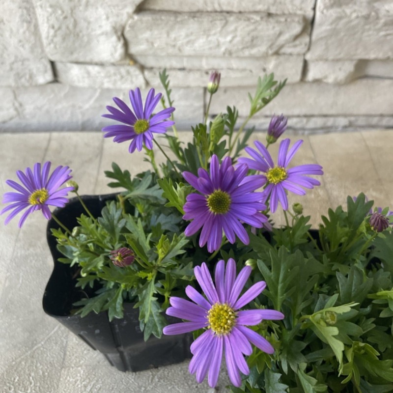 すべての商品 | 橋本種苗園オンラインストア