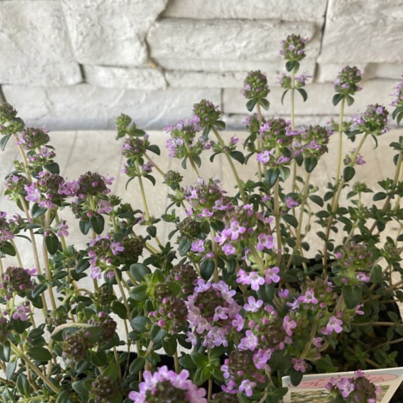 ガーデンハーブ　フレンチタイム 3寸ポット