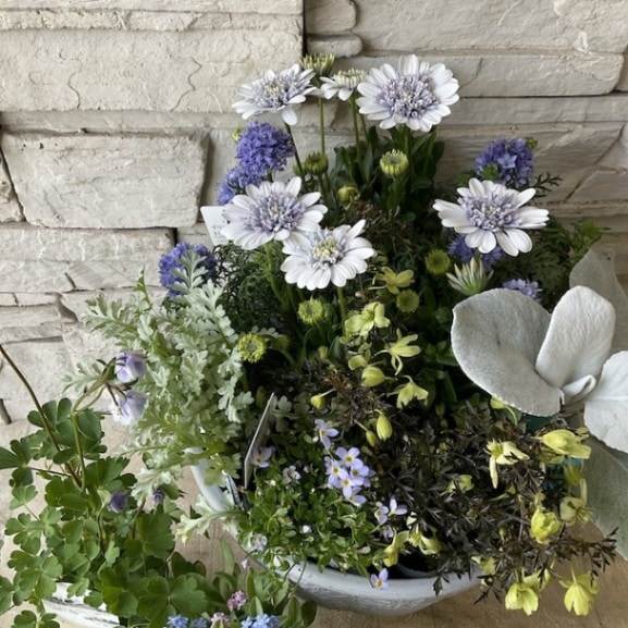 寄せ植え | 橋本種苗園オンラインストア