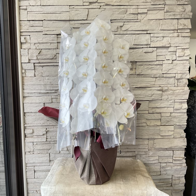 【香川県高松市内配送のみ】胡蝶蘭　白　3本立