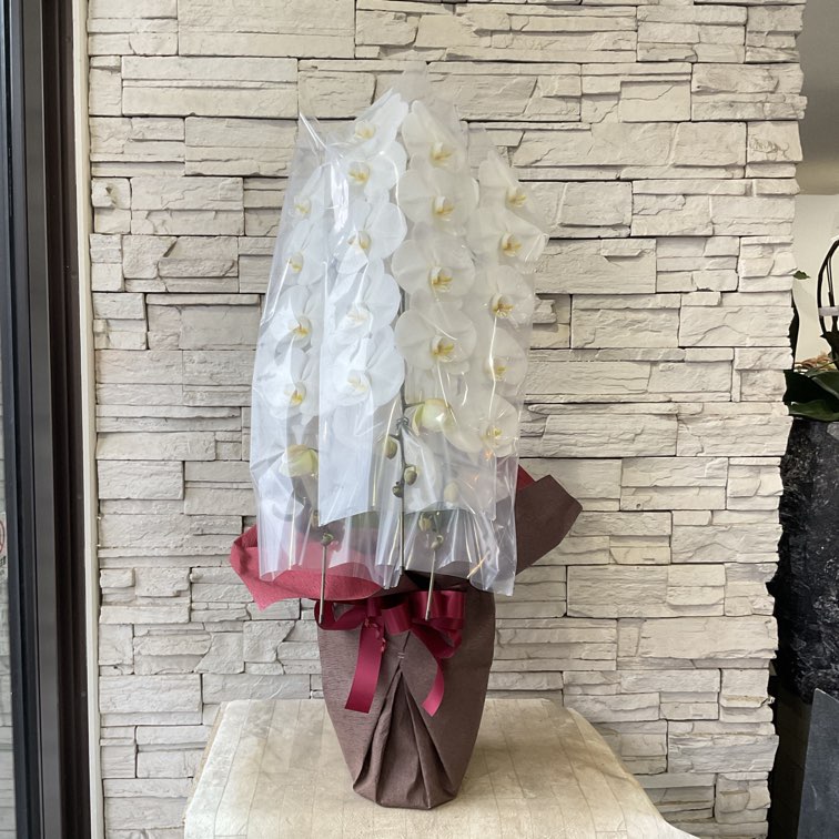 【香川県高松市内配送無料】胡蝶蘭　白　3本立