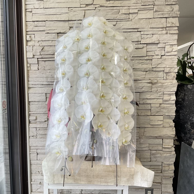 【香川県高松市内配送のみ】胡蝶蘭　白　3本立