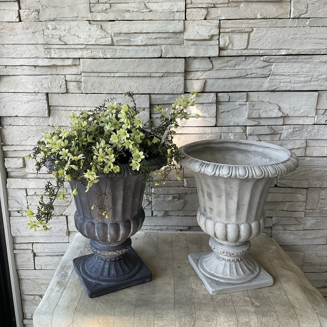 クレマチス ペトリエイ 鉢植え 選べる鉢色】 | 鉢花・花苗 | 橋本種苗