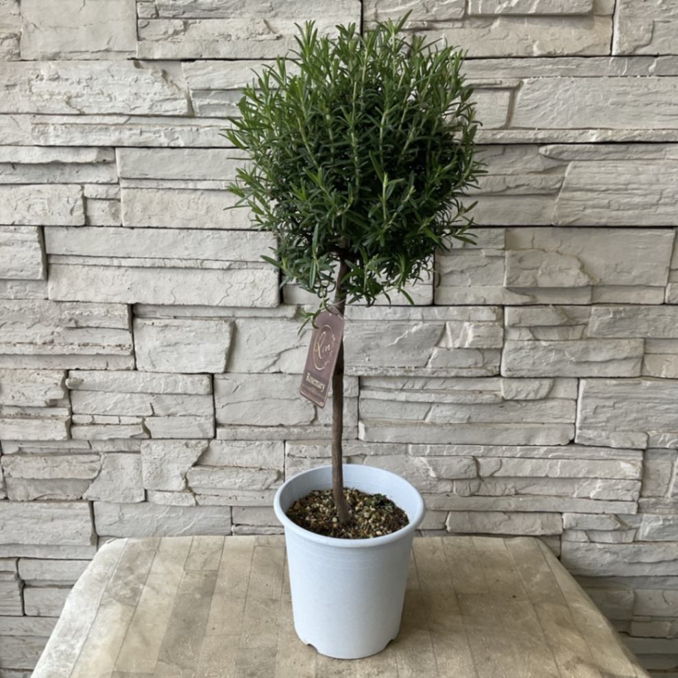 ローズマリー ローズマリー スタンダード仕立て 5寸鉢 | 鉢花・花苗 | 橋本種苗園