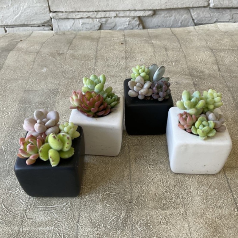 ミニ 多肉寄せ植え 選べる♪鉢色 | 鉢花・花苗 | 橋本種苗園オンライン