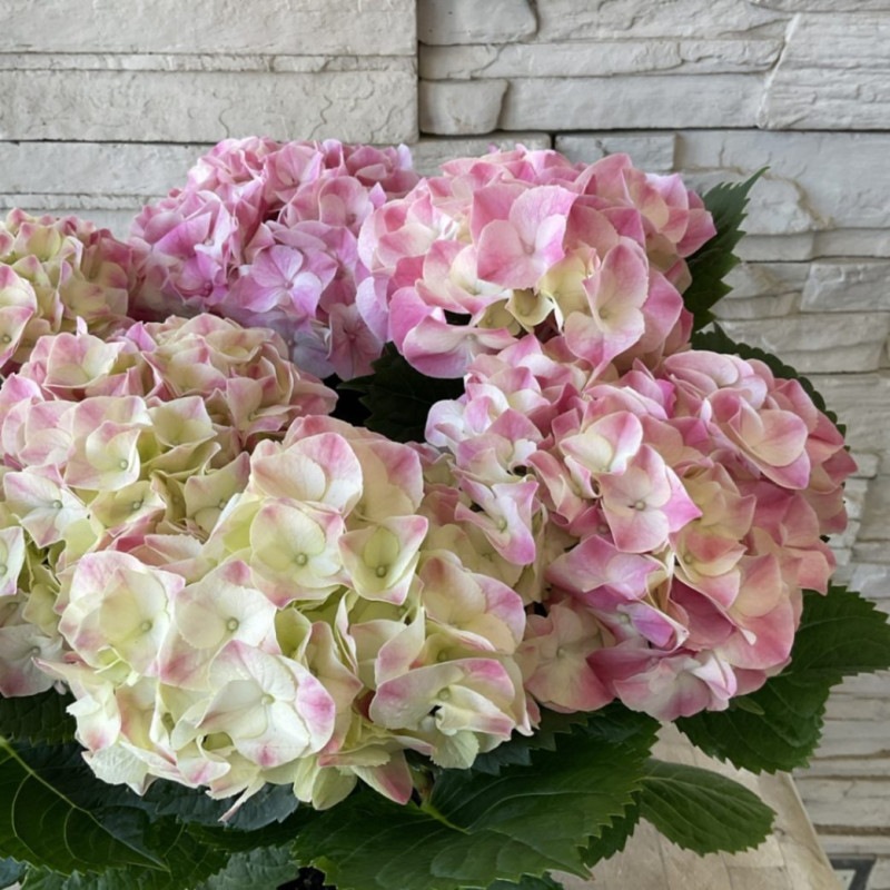 すべての商品 | 橋本種苗園オンラインストア