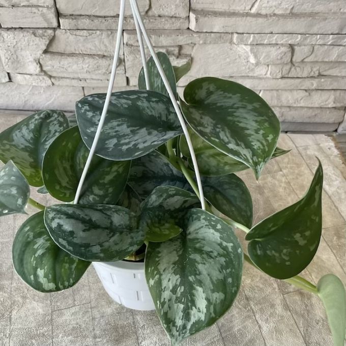 【観葉植物】スキンダプサス　5号鉢