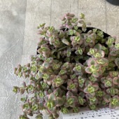 【多肉植物】セダム　リトルミッシー 2.5寸ポット