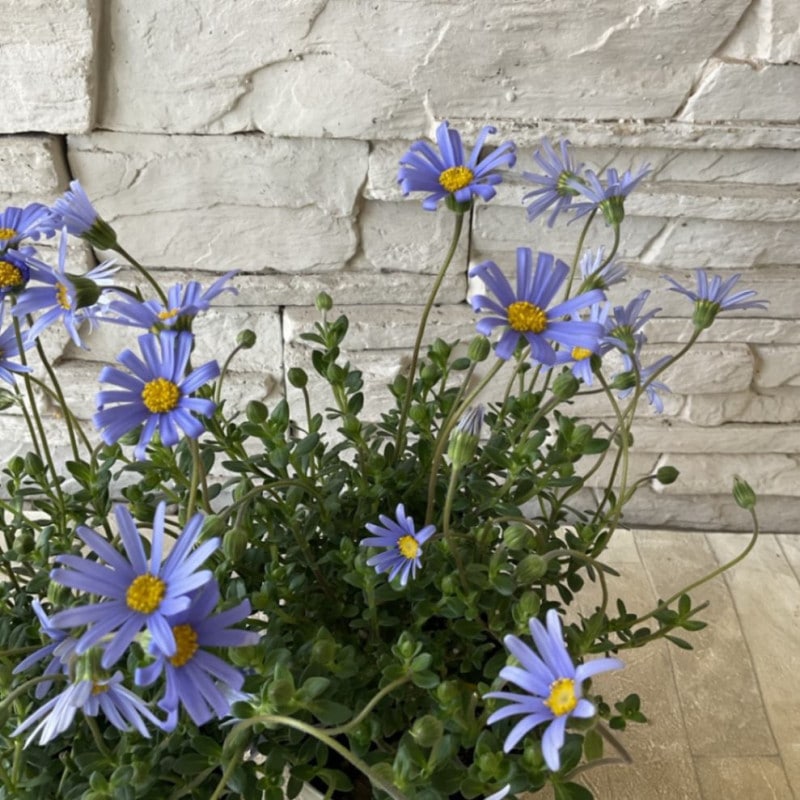 絶品。アカメソロ株立3.2M(鉢底から) bachi