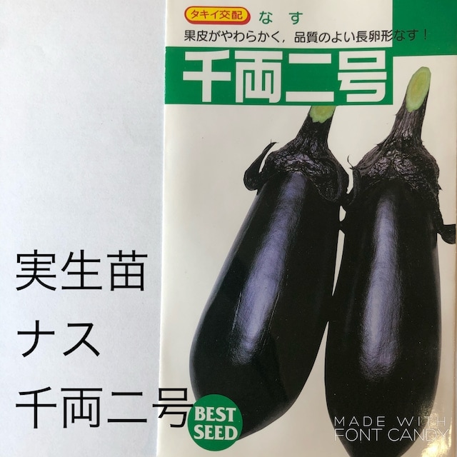 【野菜苗】実生苗　ナス　千両二号　１ポット