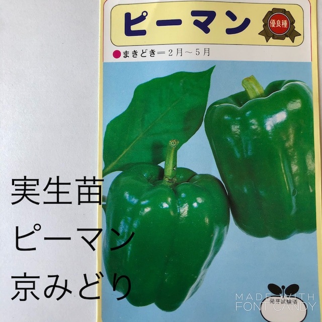 【野菜苗】実生苗　ピーマン　１ポット