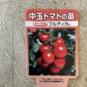 【野菜苗】実生苗　中玉トマト　フルティカ　１ポット