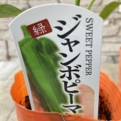 【野菜苗】実生苗　ジャンボピーマン　とんがりパワー　1ポット