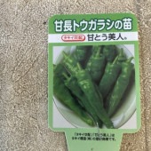 【野菜苗】甘とう美人　1ポット