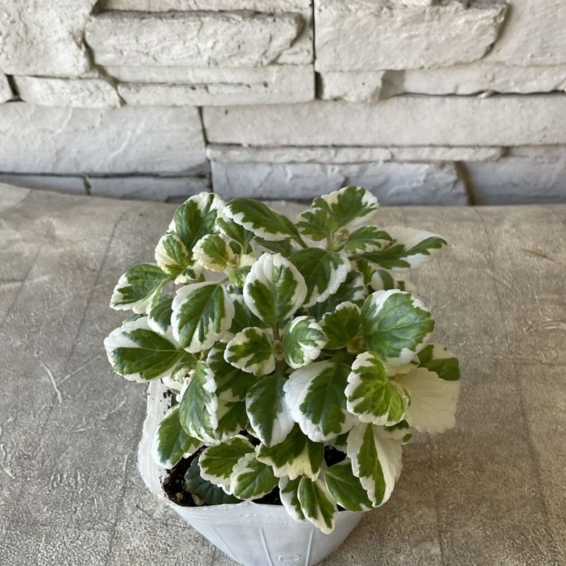 ハーブ | 橋本種苗園オンラインストア