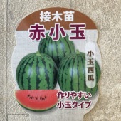 【野菜苗】接木苗　赤小玉スイカ　1ポット
