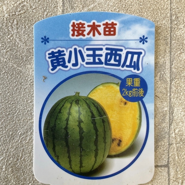【野菜苗】接木苗　黄小玉スイカ　1ポット