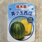 【野菜苗】接木苗　黄小玉スイカ　1ポット