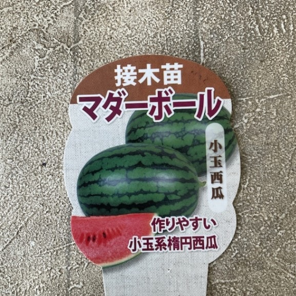 【野菜苗】接木苗　小玉楕円スイカ　マダーボール　1ポット