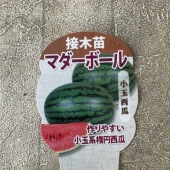 【野菜苗】接木苗　小玉楕円スイカ　マダーボール　1ポット