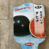 【野菜苗】接木苗　黒皮スイカ　タヒチ　1ポット