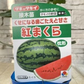 【野菜苗】接木苗　枕型スイカ　紅まくら　1ポット