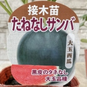 【野菜苗】接木苗　大玉黒皮たねなしスイカ　たねなしサンバ　1ポット
