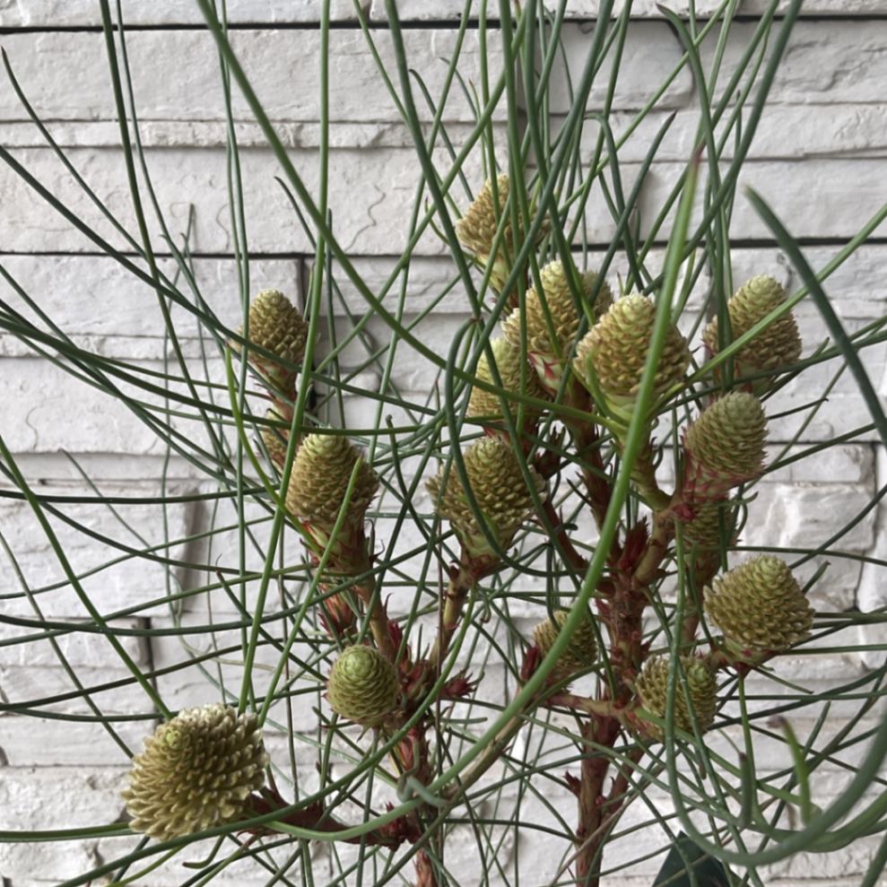 専用ペトロフィルエリシフォリア　2 ペトロフィル エリシフォリア② | 沼ノ上農園